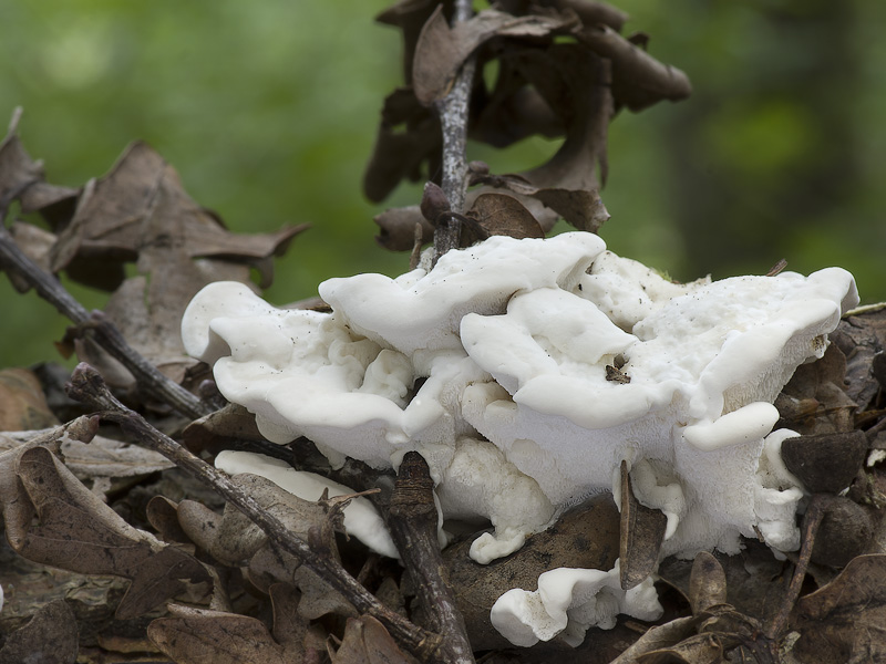 Oligoporus tephroleucus